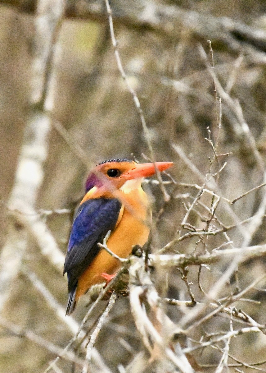 African Pygmy Kingfisher - ML159608111