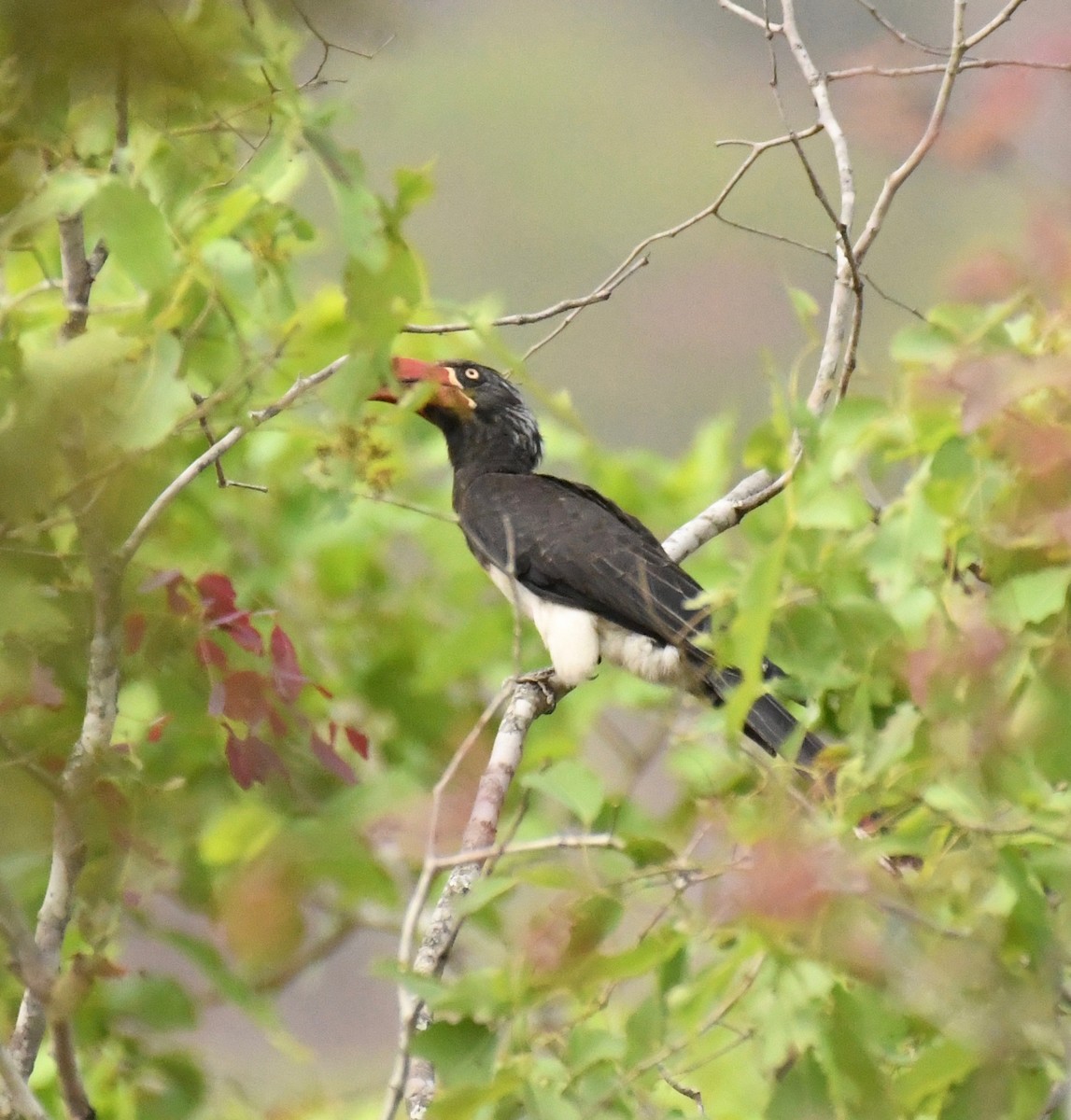 Crowned Hornbill - ML159608321