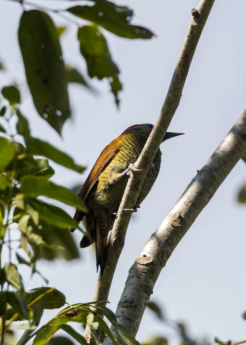 Golden-olive Woodpecker - William Clark