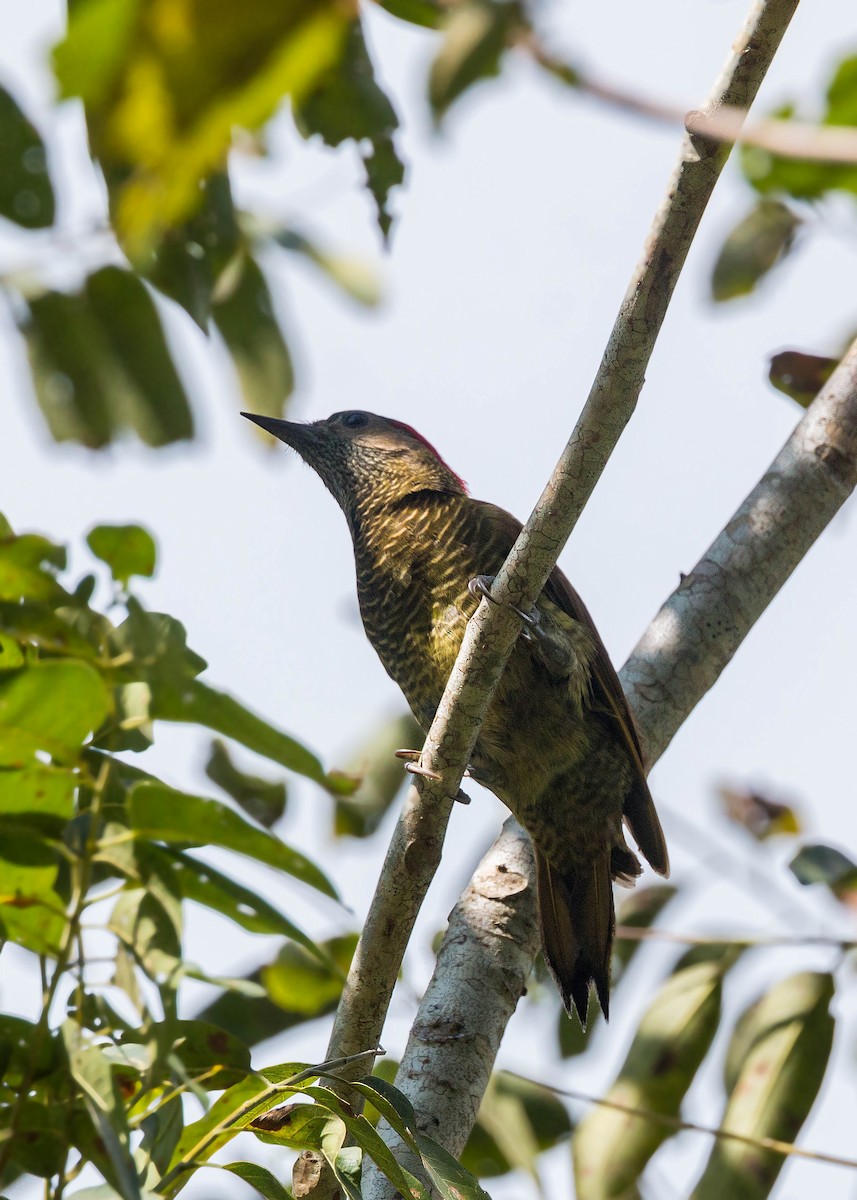 Golden-olive Woodpecker - ML159608561