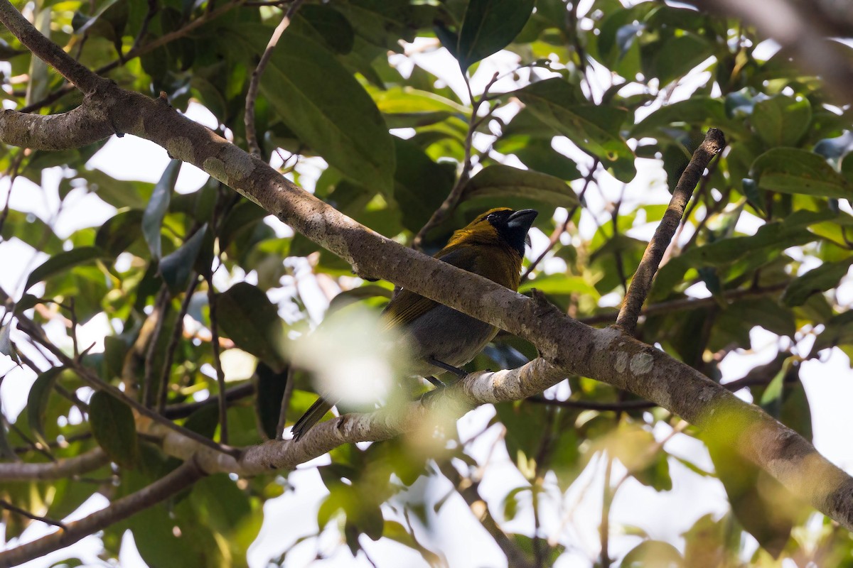 Black-faced Grosbeak - ML159608711