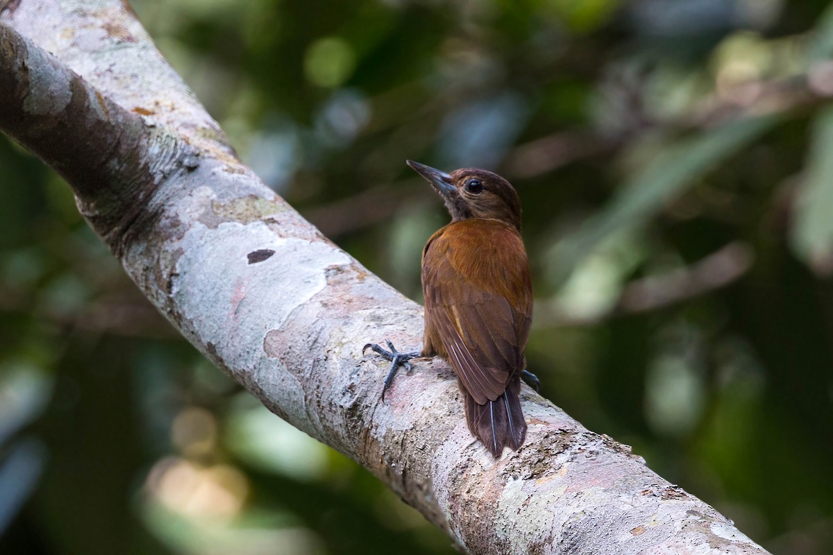 Smoky-brown Woodpecker - ML159608901