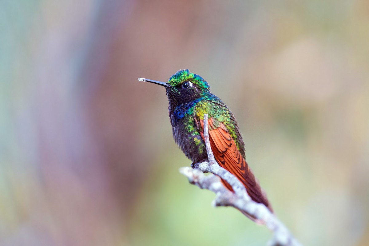 Garnet-throated Hummingbird - William Clark