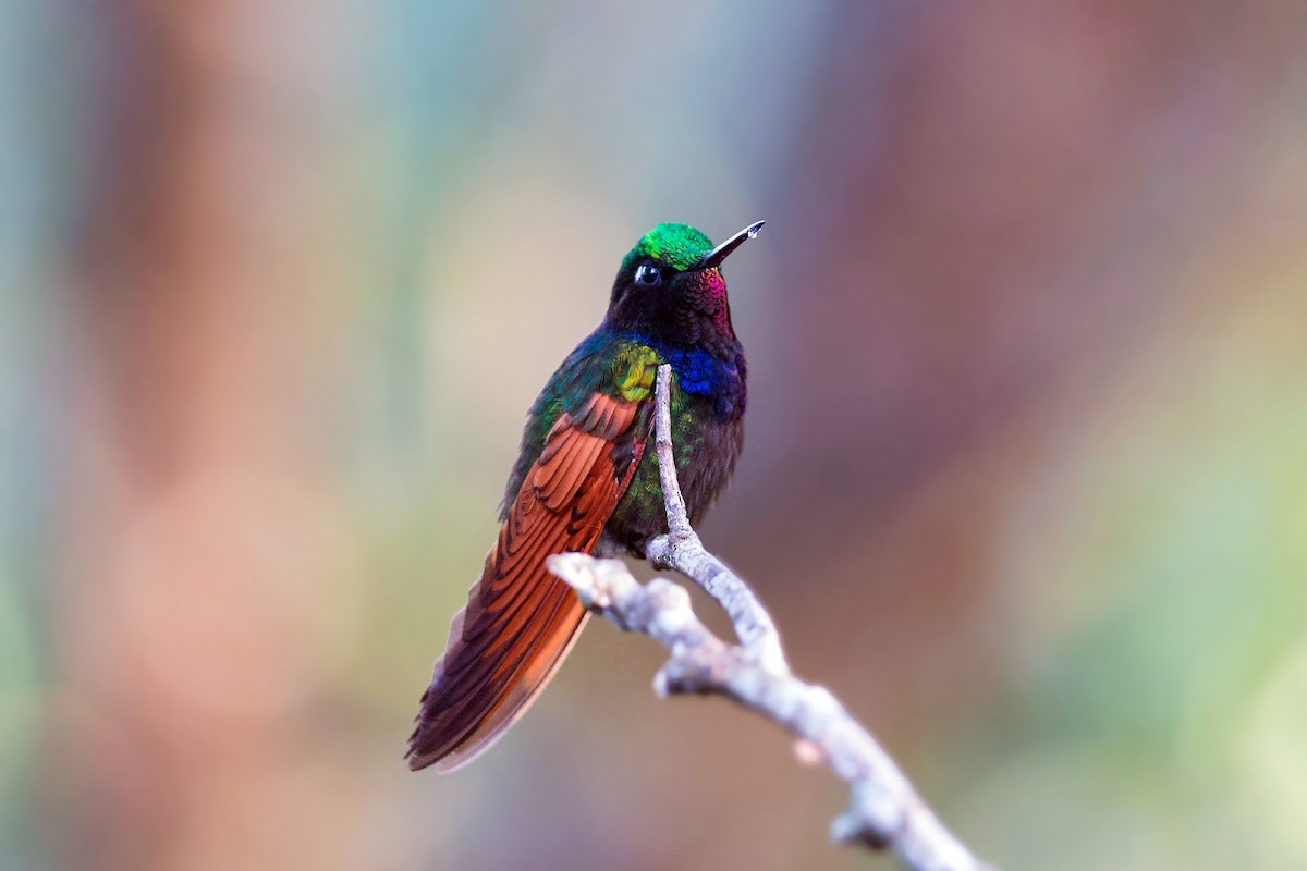 Garnet-throated Hummingbird - William Clark