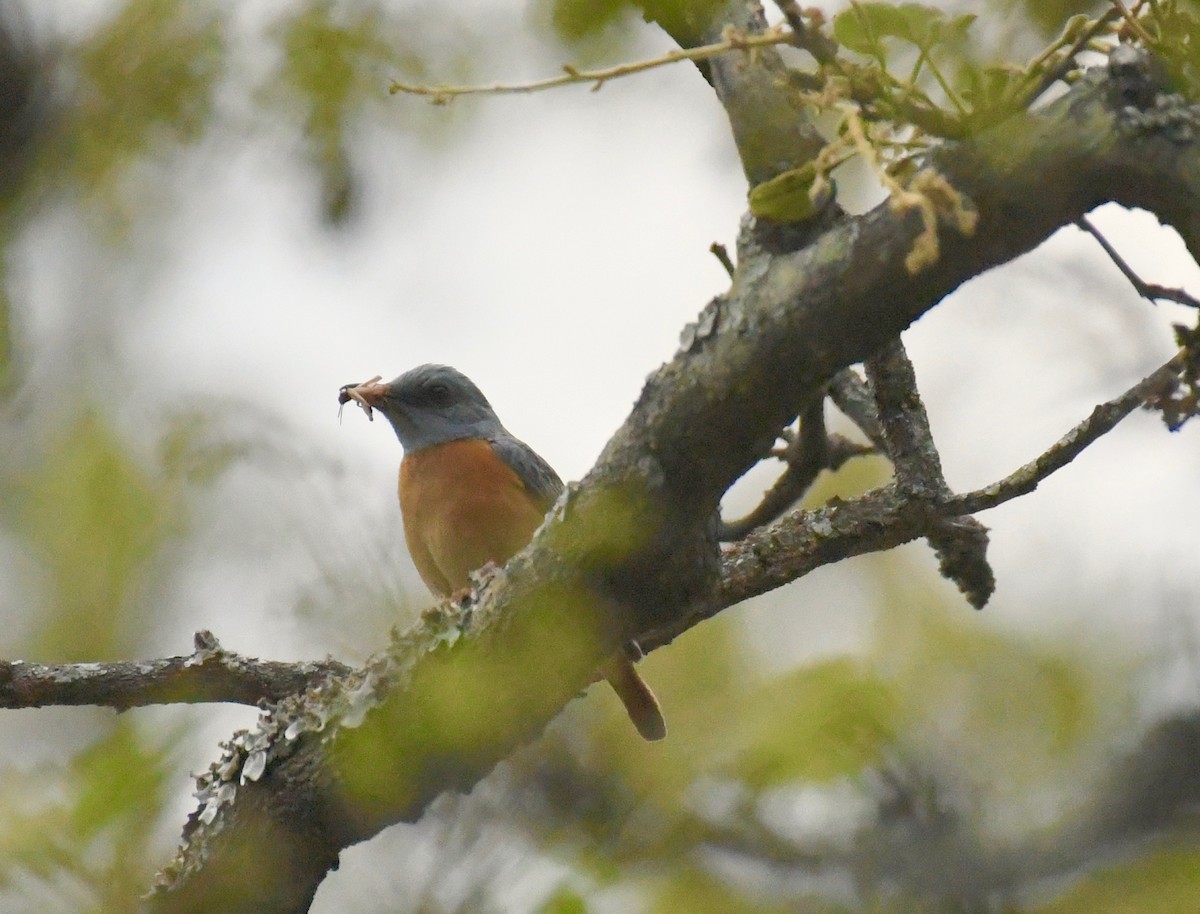 Miombo Rock-Thrush - ML159611241