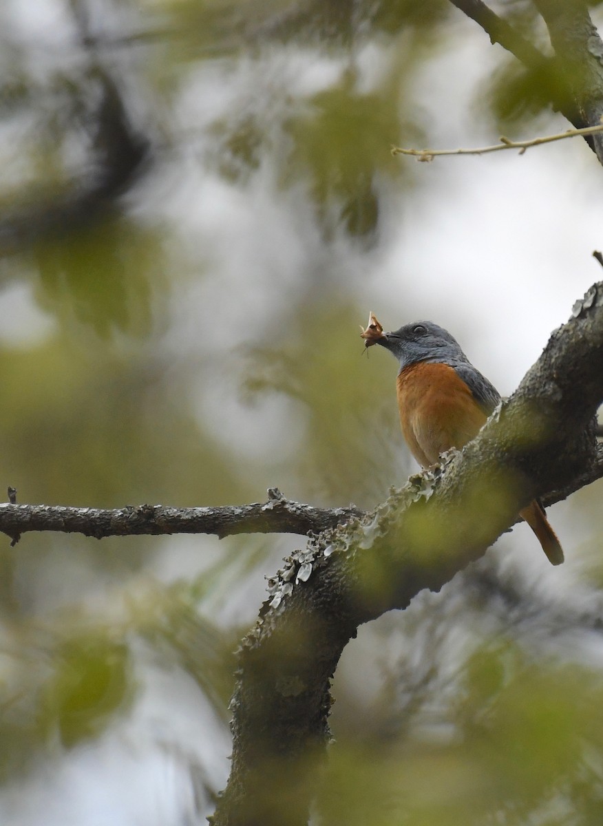 Miombo Rock-Thrush - ML159611311