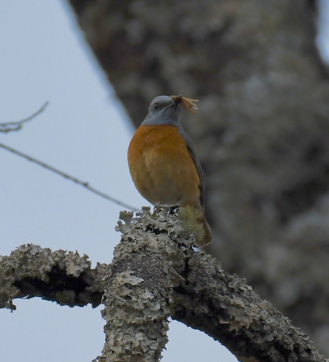 Miombo Rock-Thrush - ML159611321