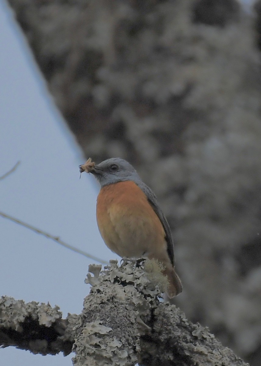 Miombo Rock-Thrush - ML159611341