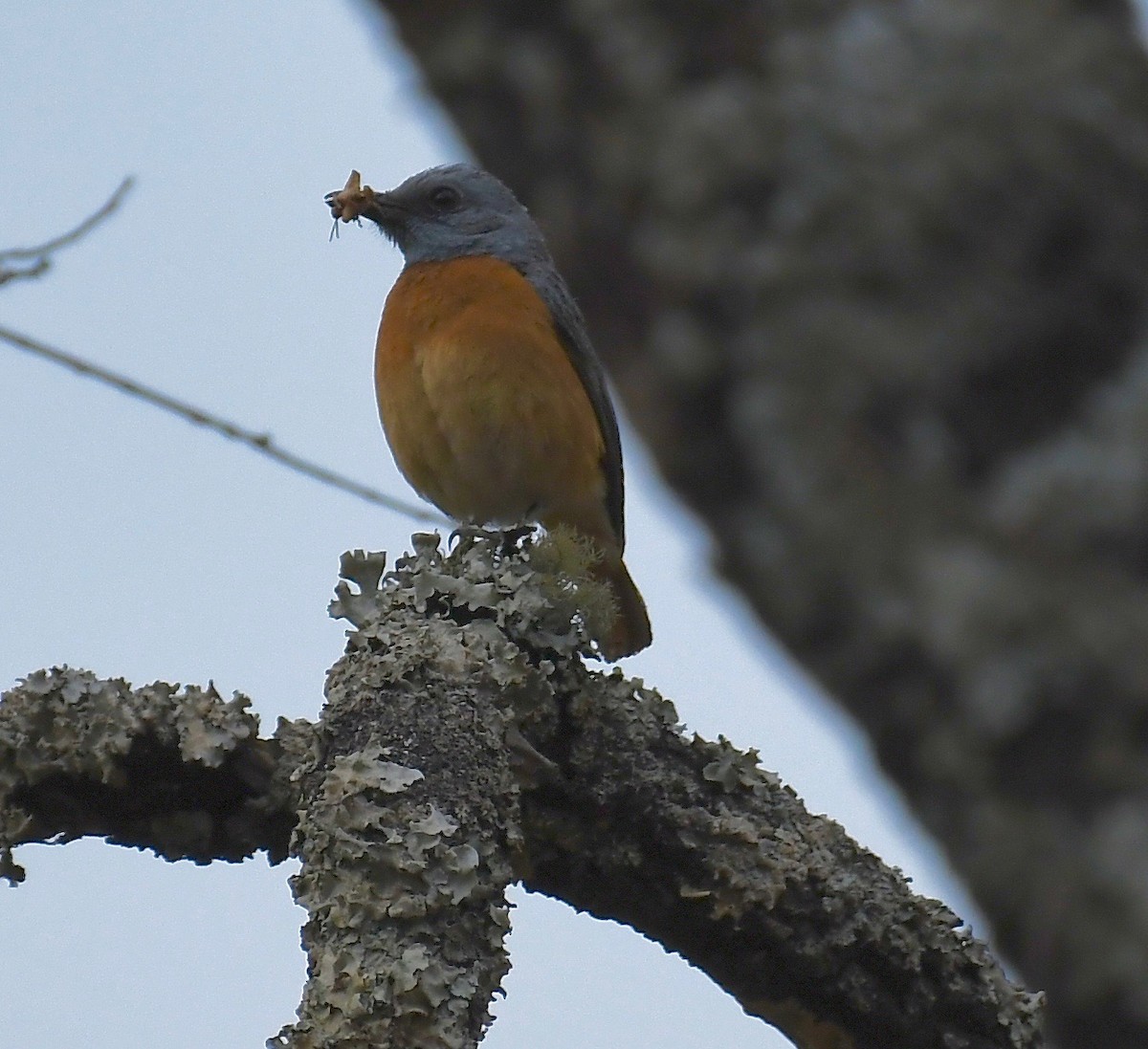 Miombo Rock-Thrush - Theresa Bucher