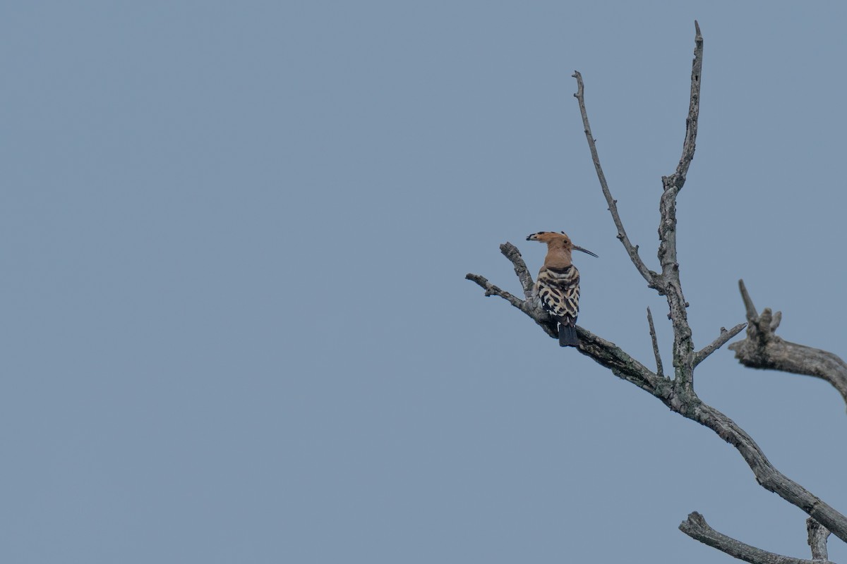 Eurasian Hoopoe - ML159612451