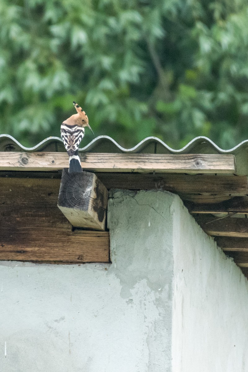 Eurasian Hoopoe - Raphaël Nussbaumer