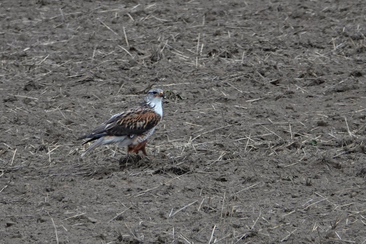 Ferruginous Hawk - ML159614421