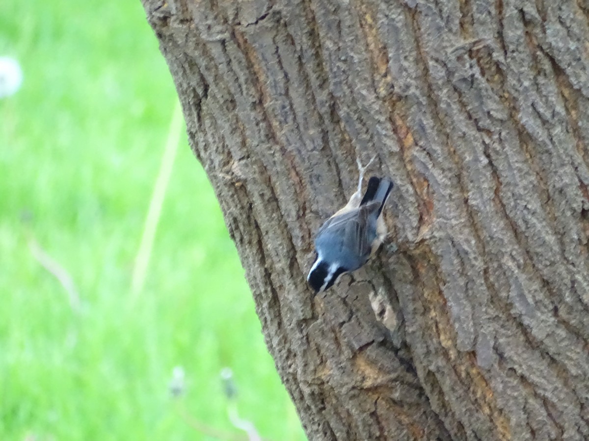 Red-breasted Nuthatch - ML159614481