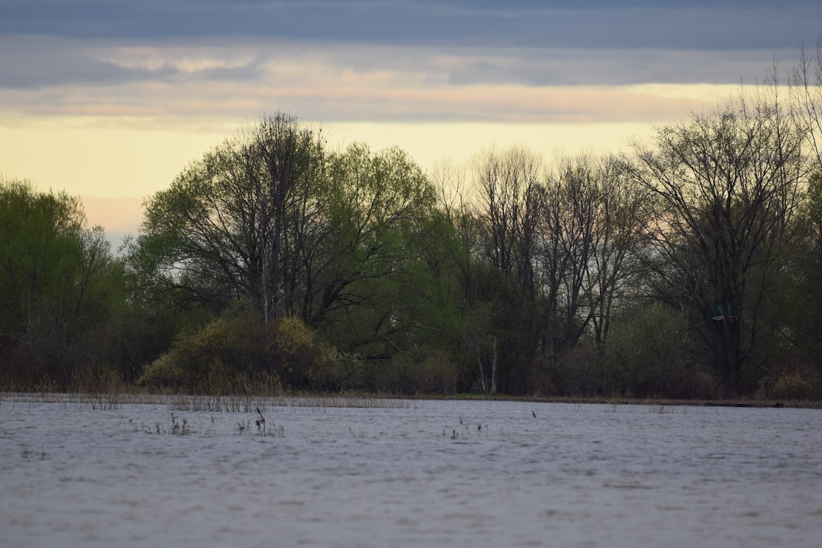 Black-necked Stilt - ML159615361