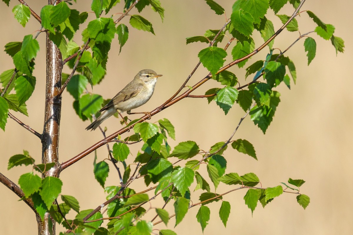 Willow Warbler - ML159616311