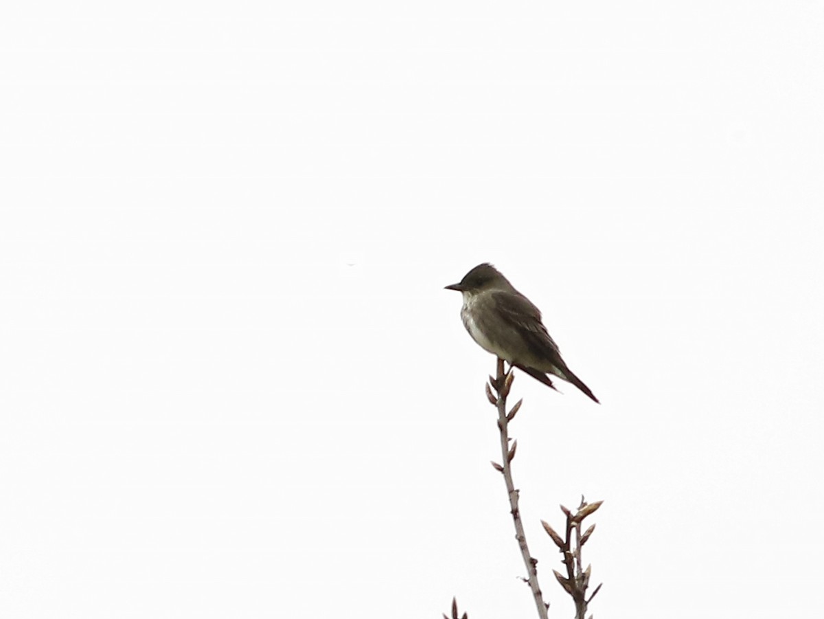 Olive-sided Flycatcher - ML159616741