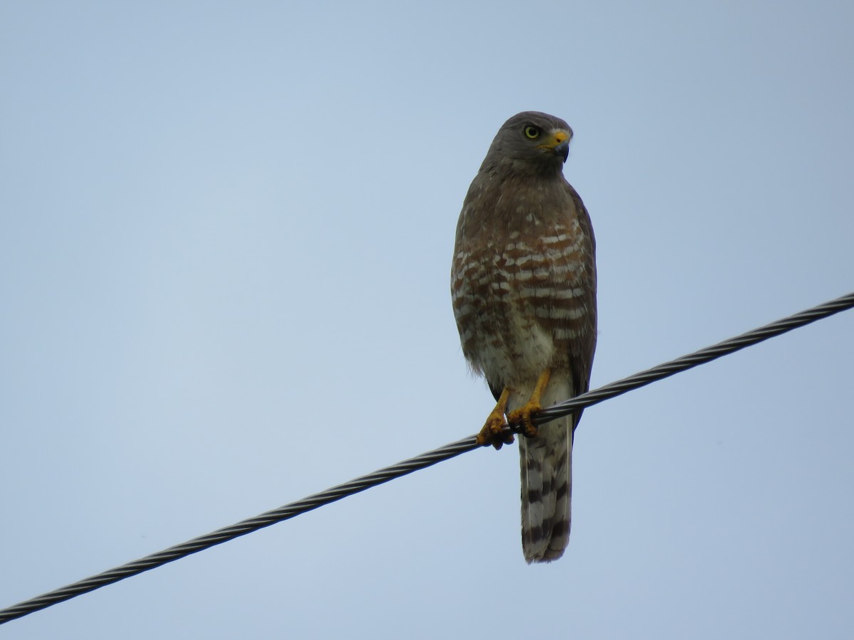 Roadside Hawk - ML159618141