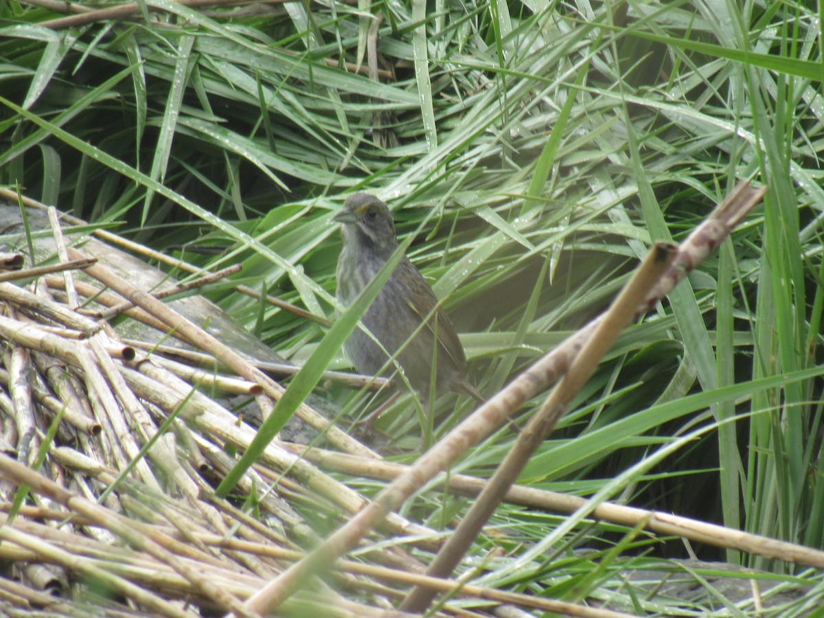 Seaside Sparrow - John Coyle