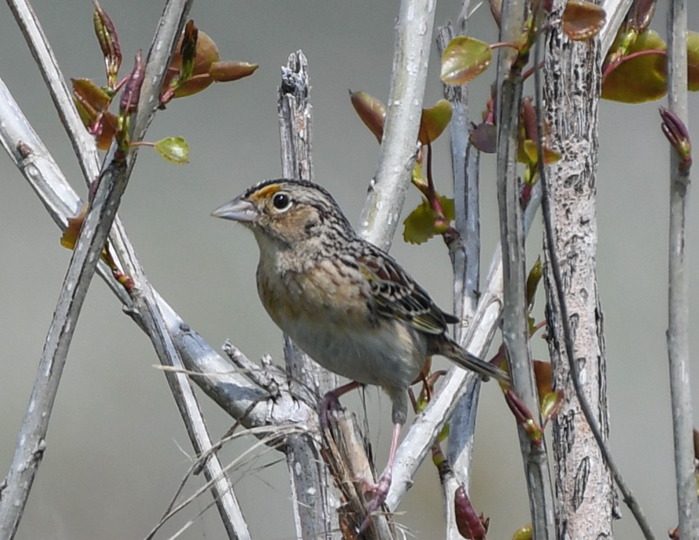 Grasshopper Sparrow - josh Ketry