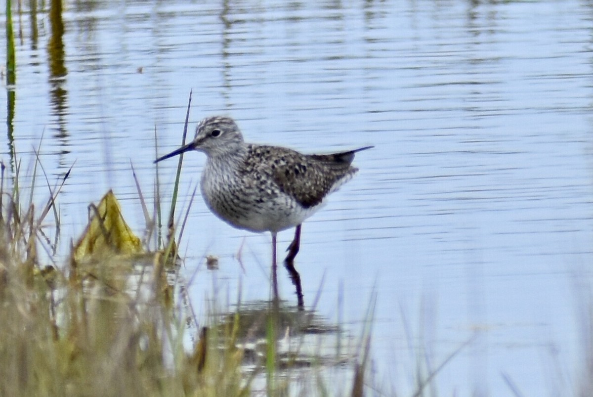 Lesser Yellowlegs - ML159621521