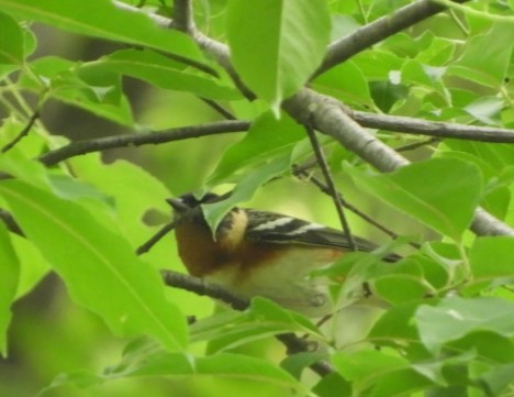 Bay-breasted Warbler - ML159623501