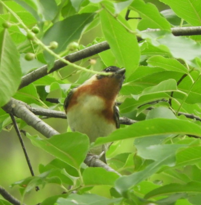 Bay-breasted Warbler - ML159623511