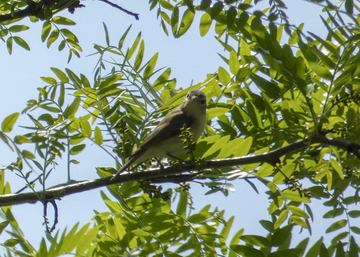 sangvireo - ML159623721