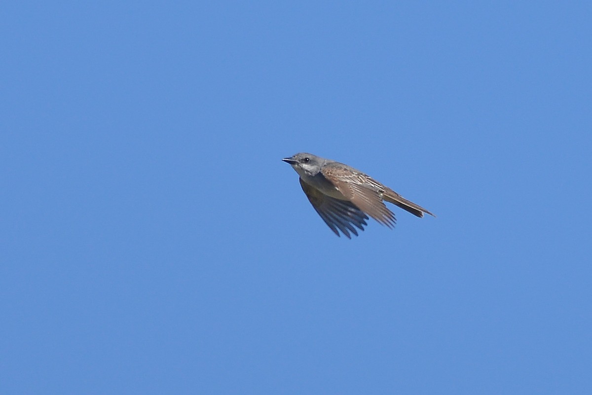 Gray Kingbird - ML159626121