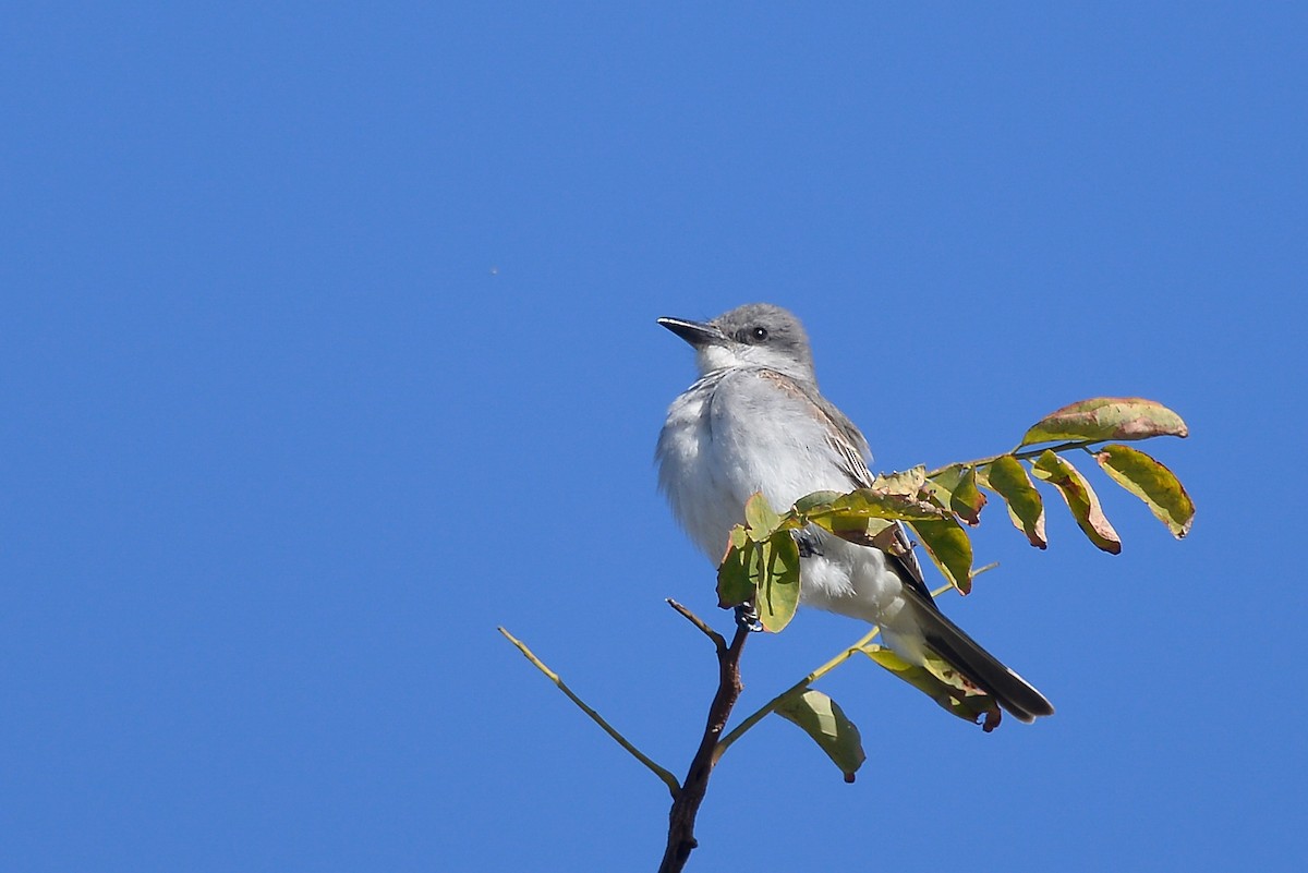 Gray Kingbird - ML159626311