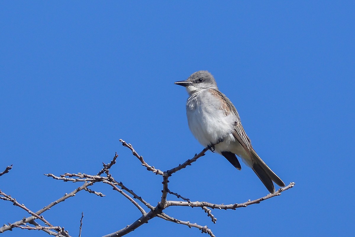 Gray Kingbird - ML159626381
