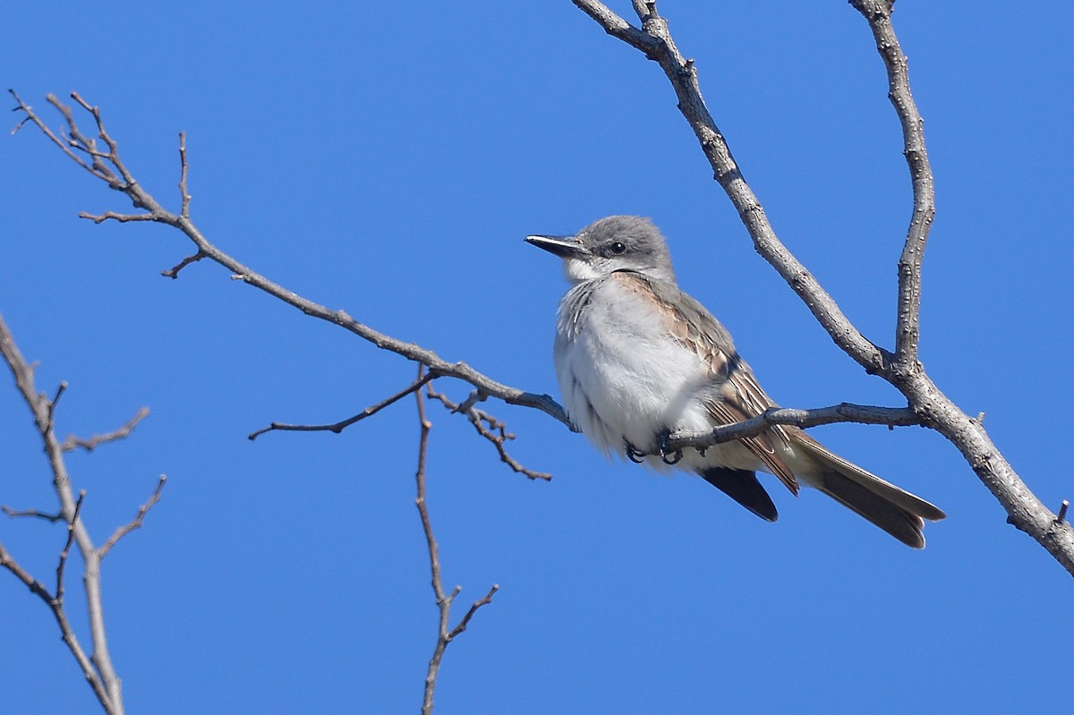 Gray Kingbird - ML159626411
