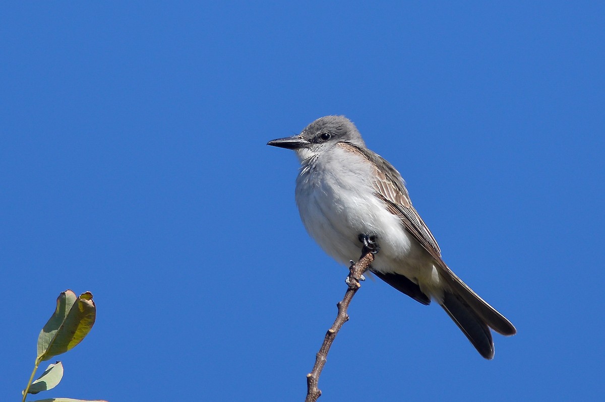 Gray Kingbird - ML159626421