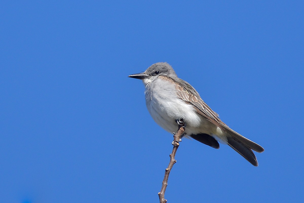 Gray Kingbird - ML159626471