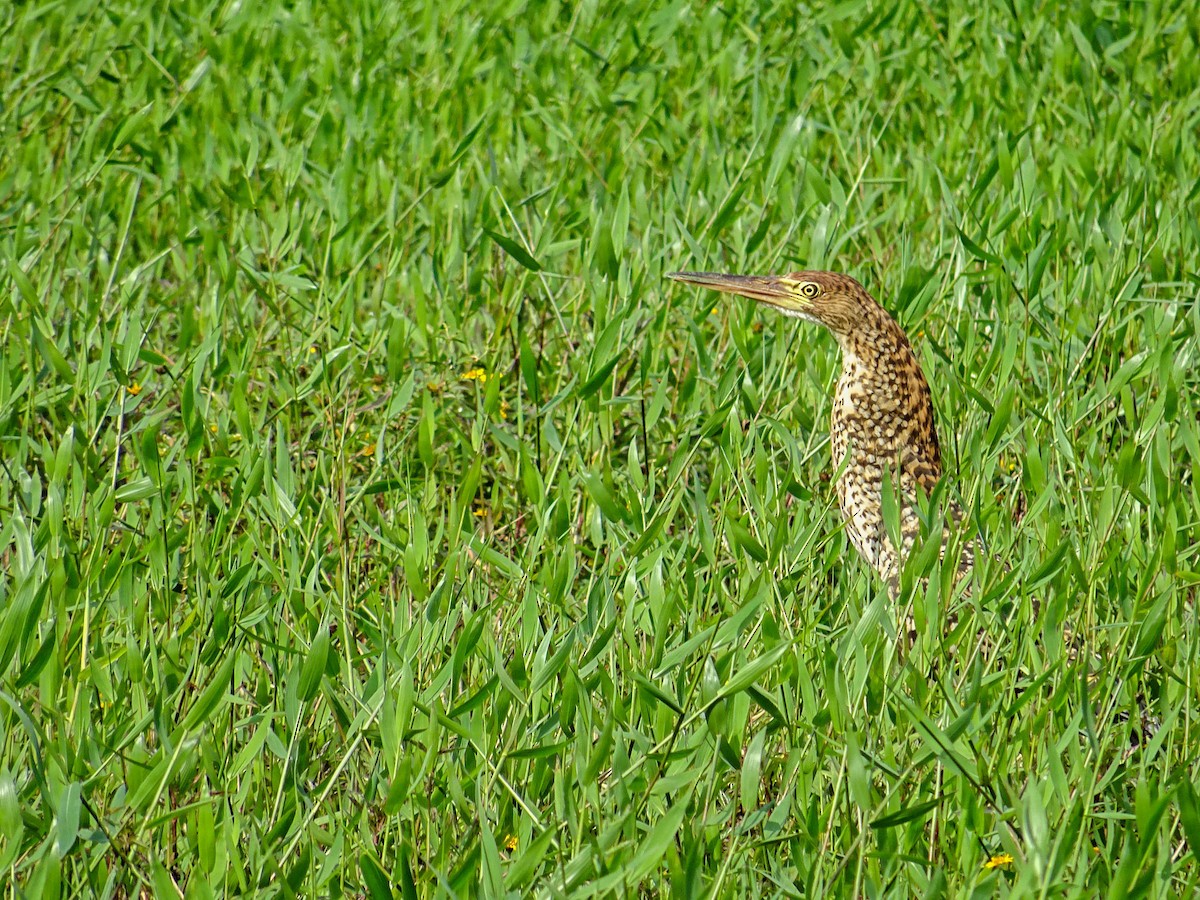 Rufescent Tiger-Heron - ML159627901