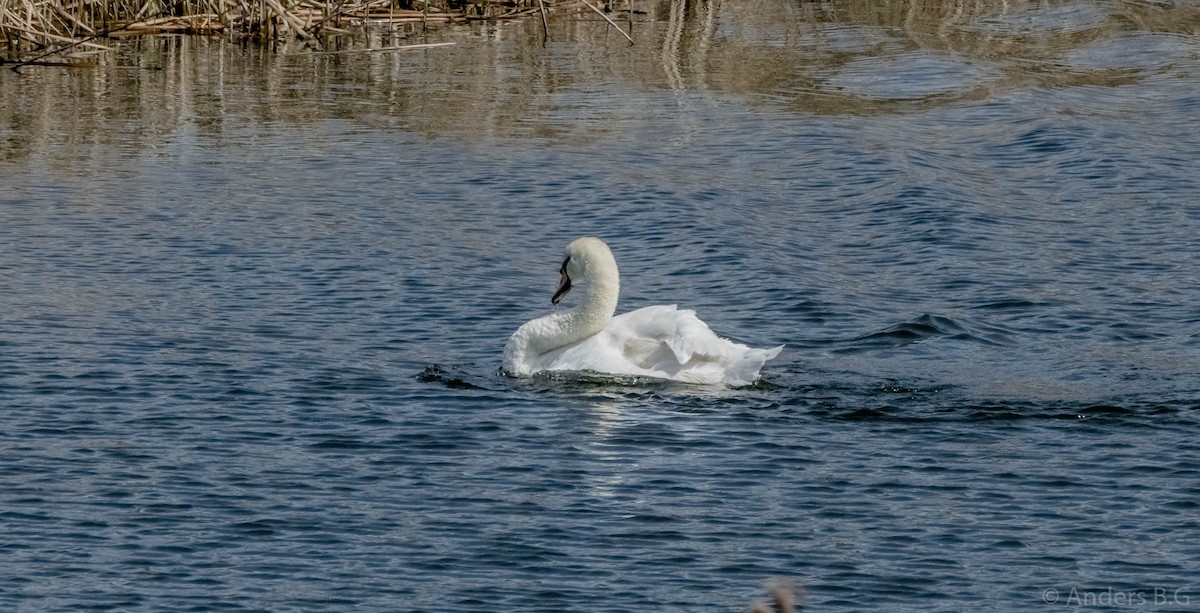 Mute Swan - ML159629201