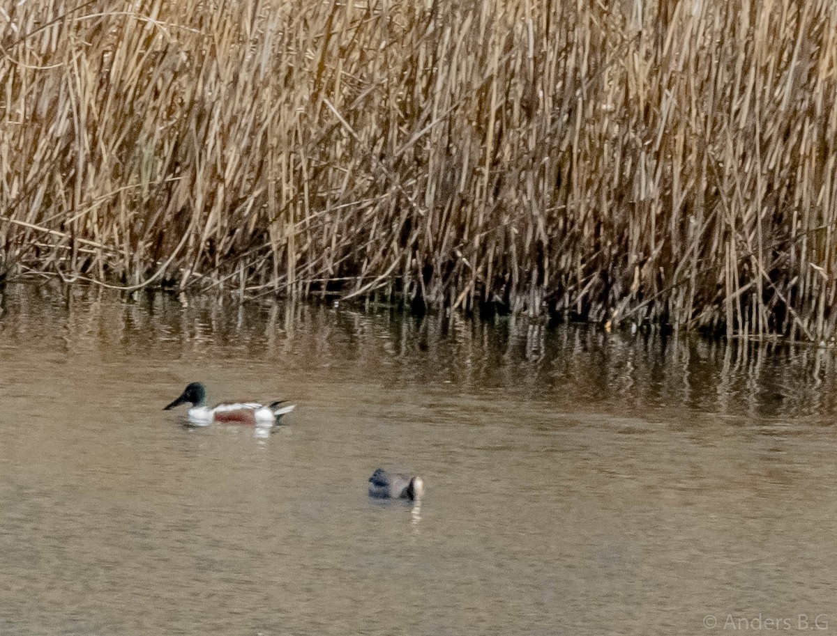 Northern Shoveler - ML159630811