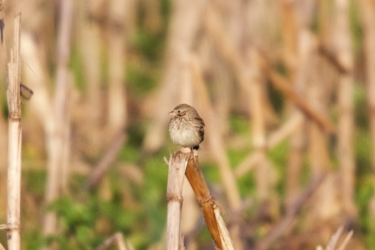 Vesper Sparrow - ML159631631