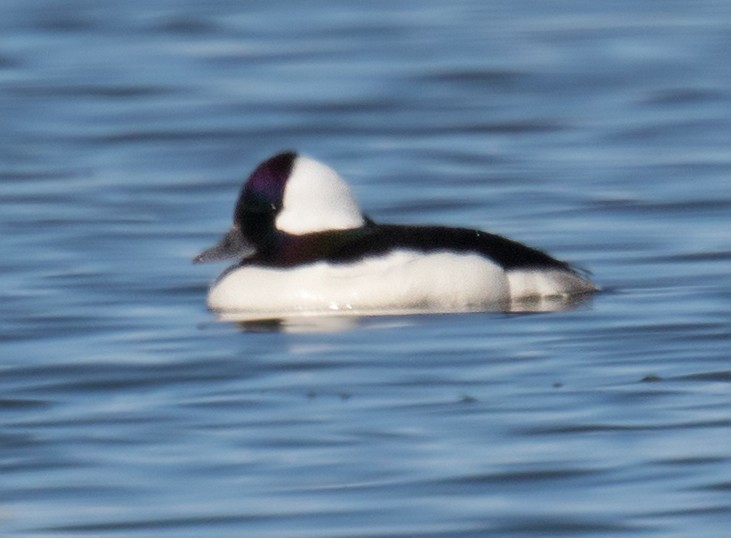 Bufflehead - Darlene Friedman