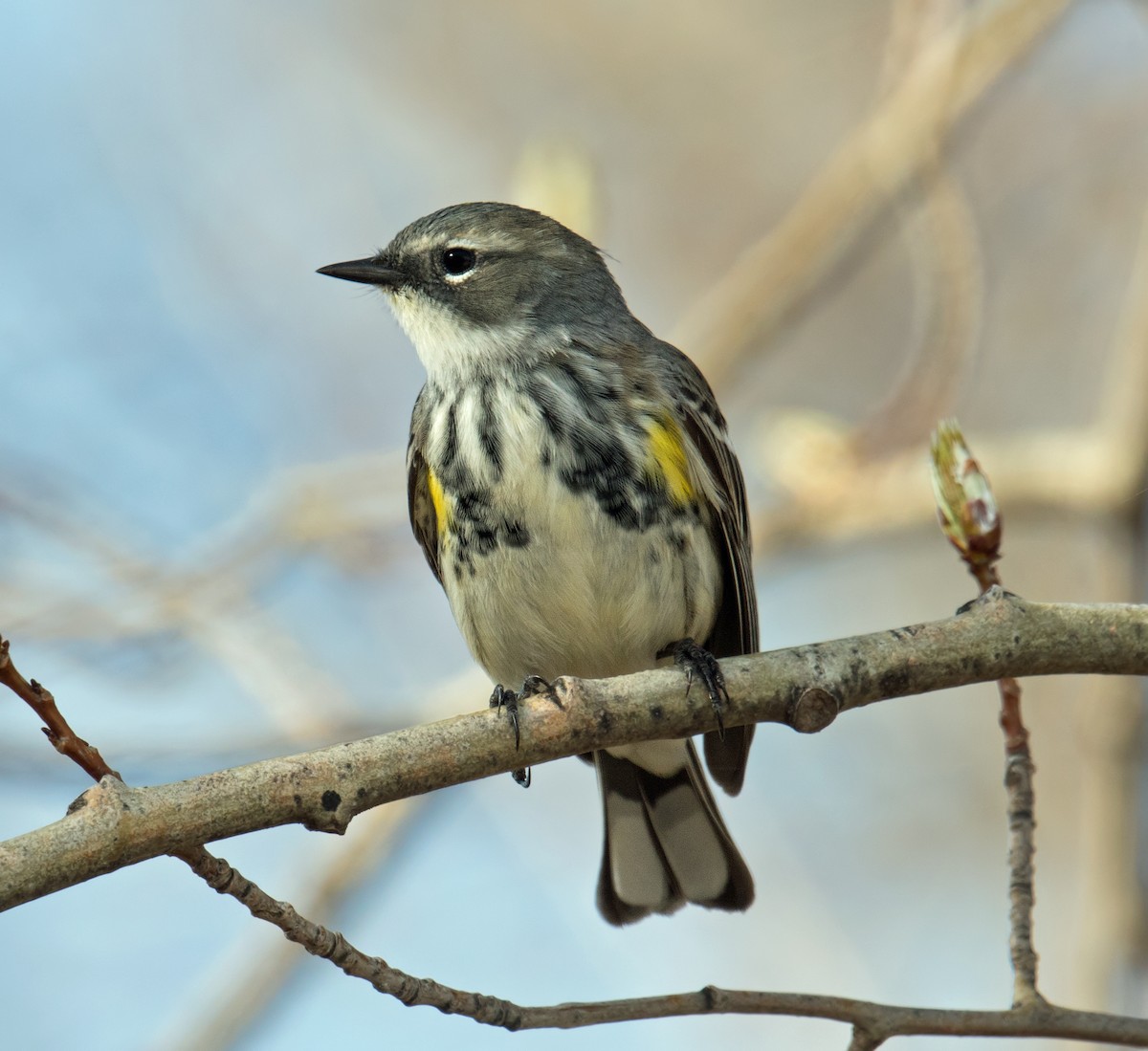 Yellow-rumped Warbler - ML159632771