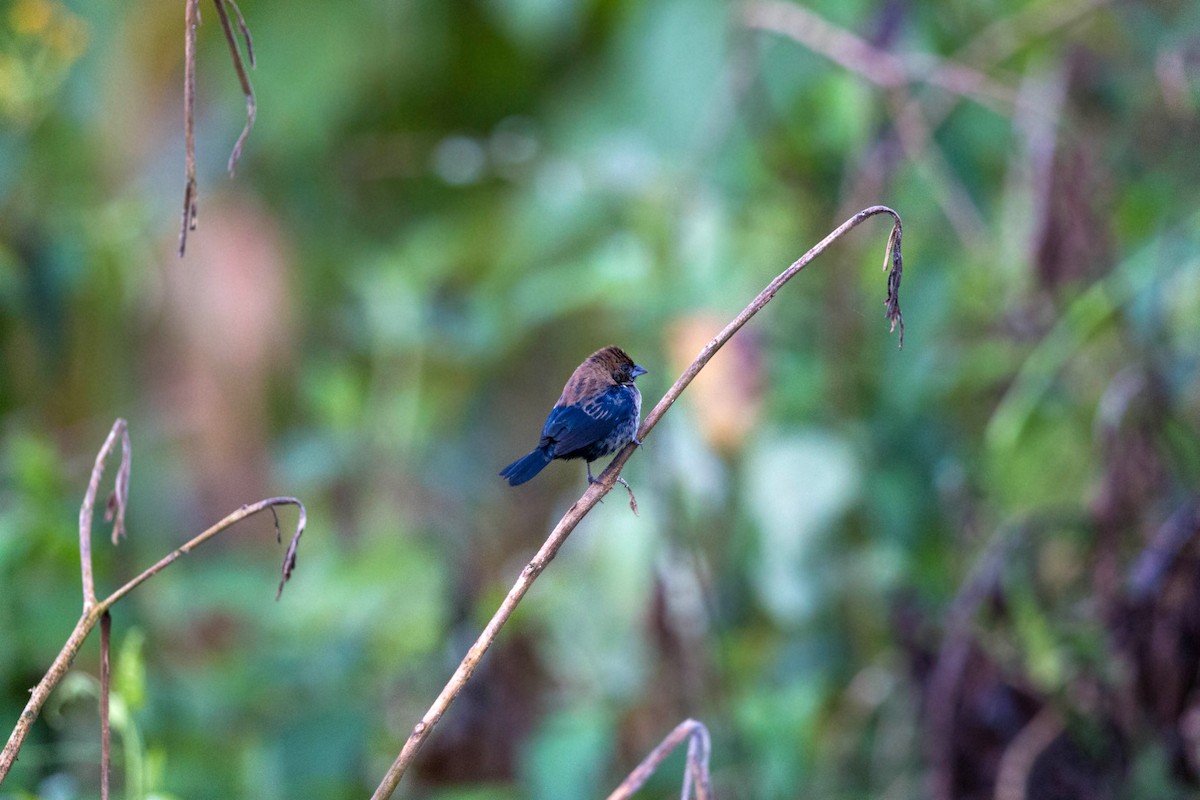 Blue-black Grassquit - William Clark