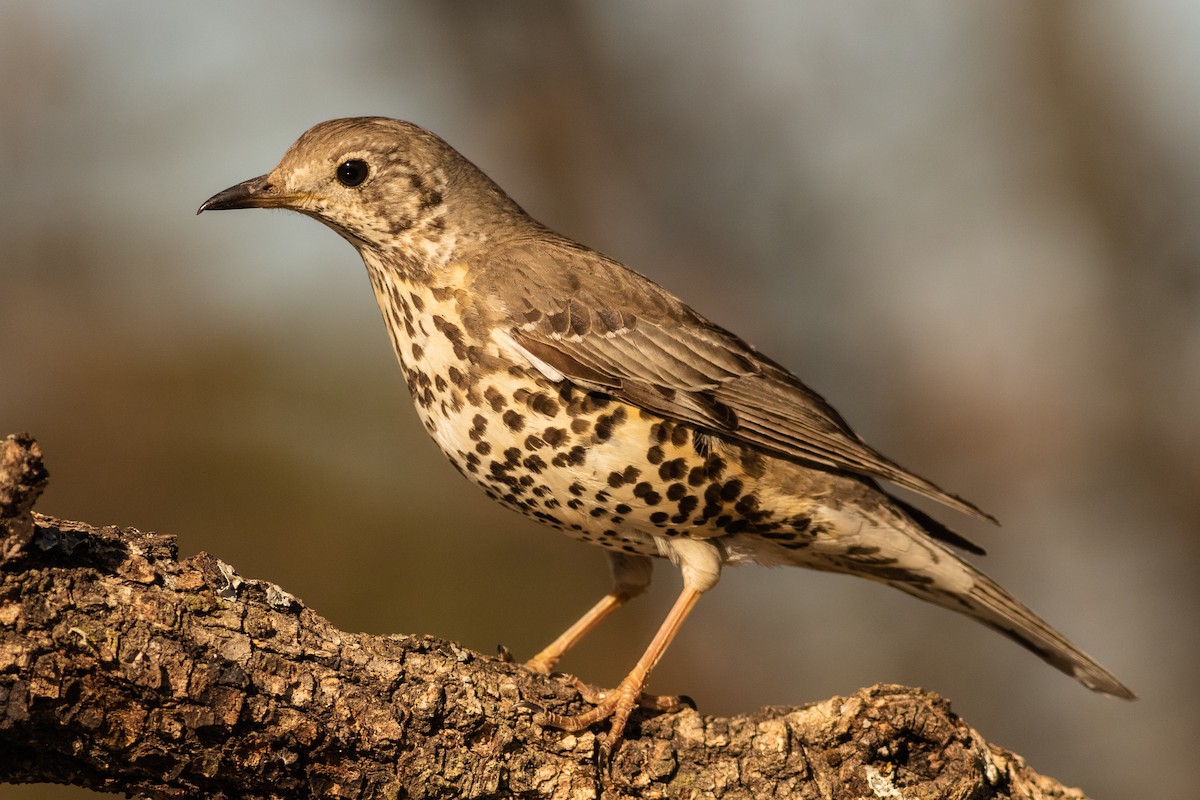 Mistle Thrush - ML159634171