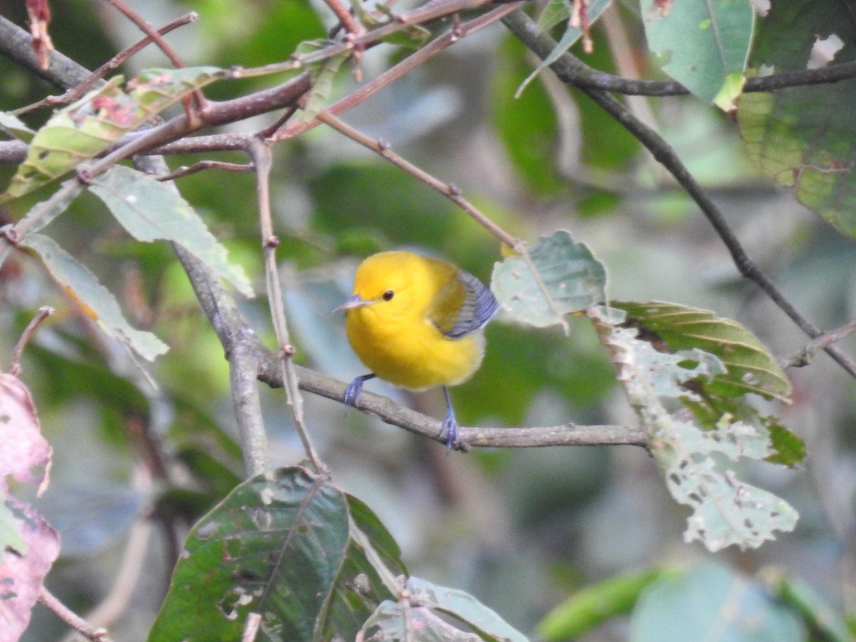 Prothonotary Warbler - ML159634471