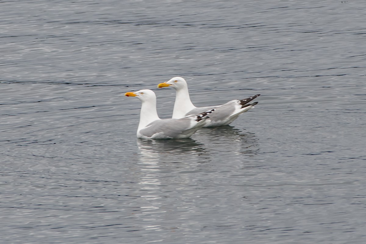 American Herring Gull - ML159634991