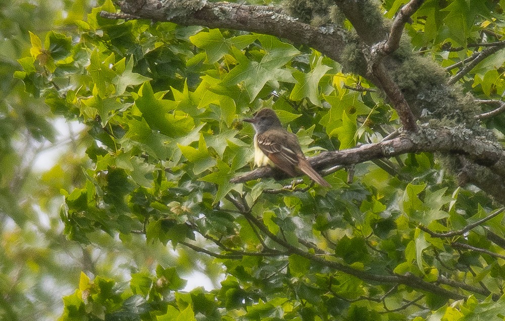 Great Crested Flycatcher - ML159636701