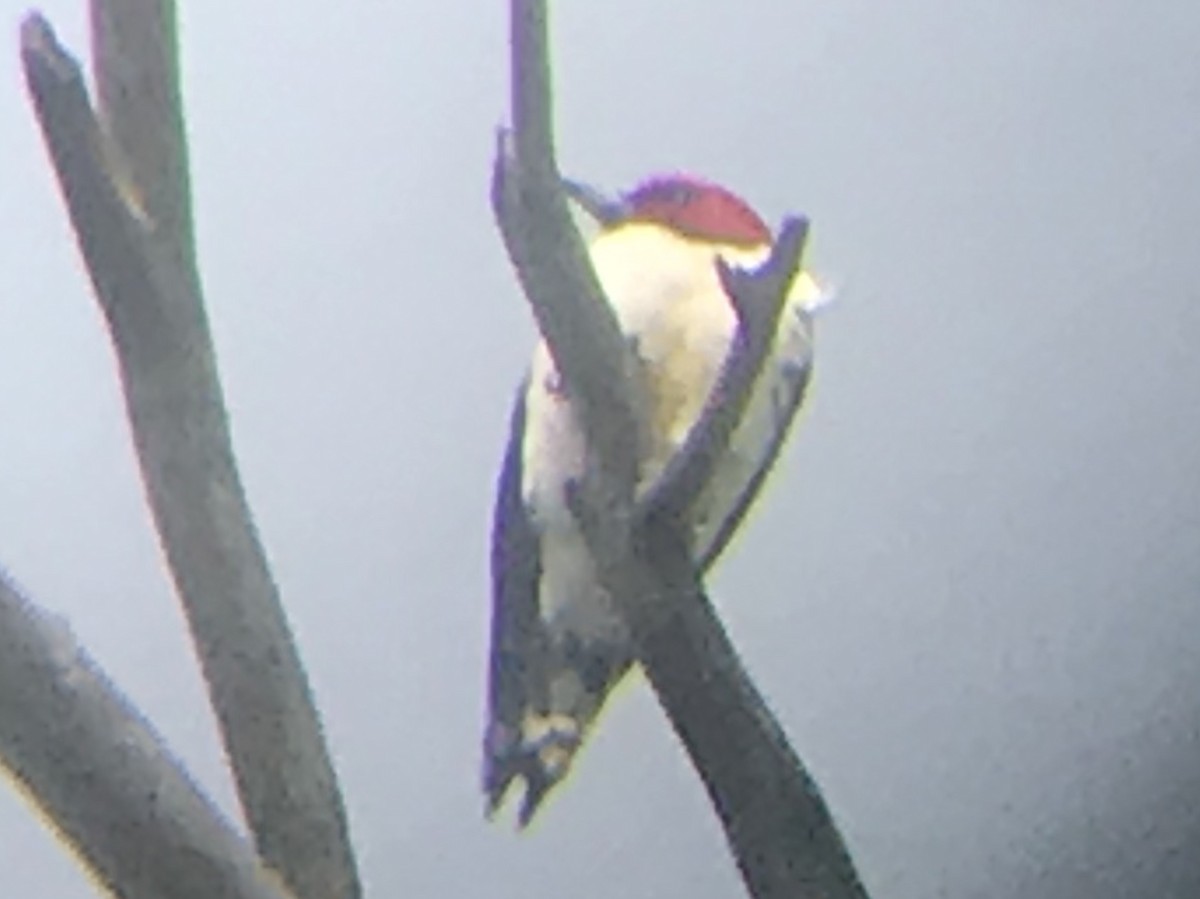 Red-headed Woodpecker - ML159637511