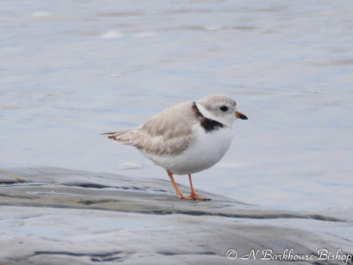 Piping Plover - ML159640691
