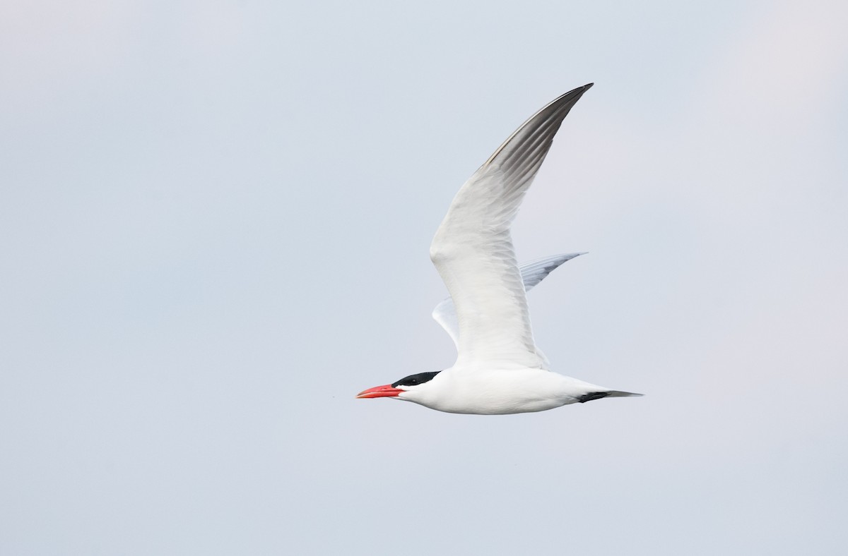Caspian Tern - Brandon Holden