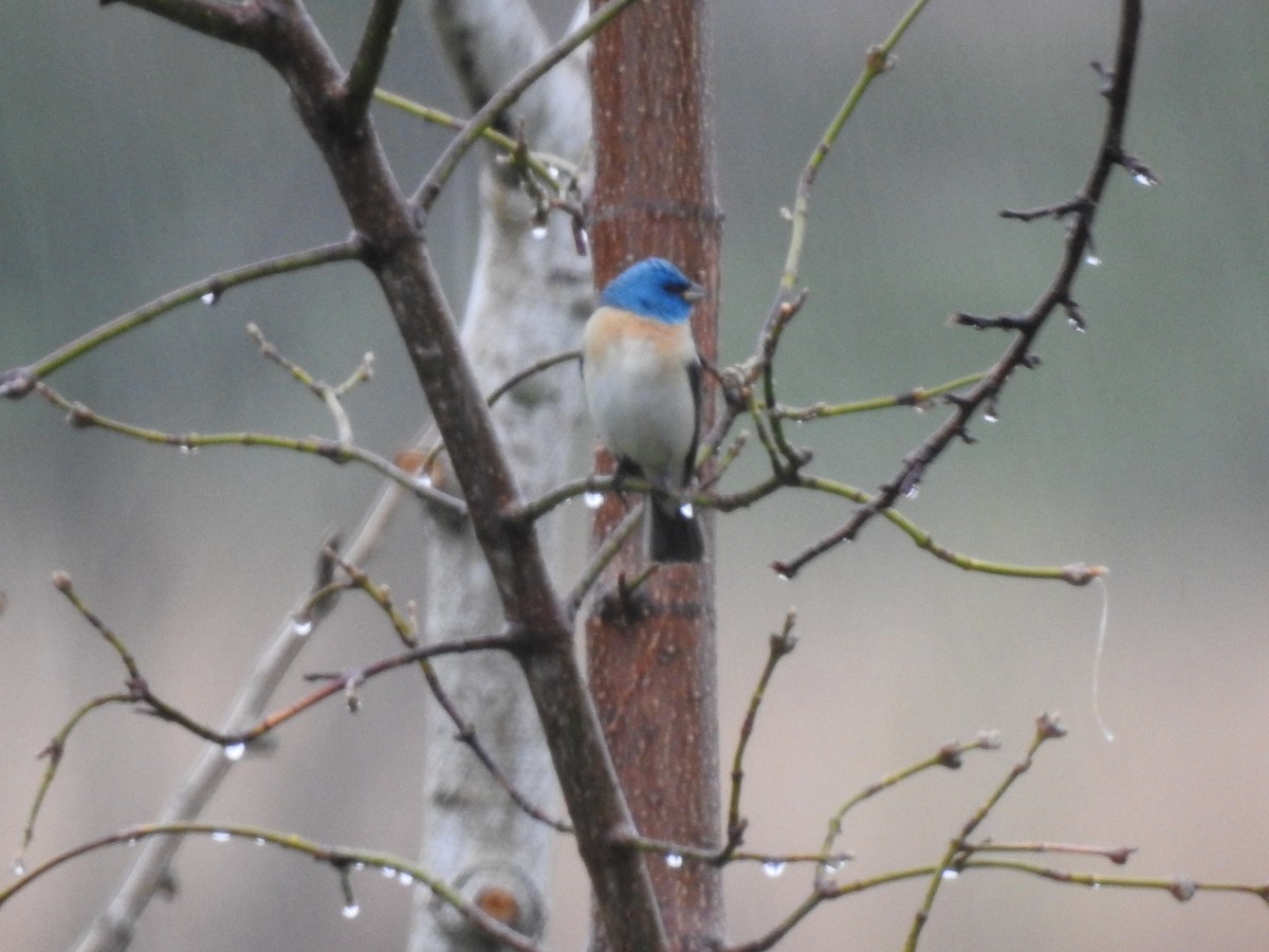 Lazuli Bunting - Frank Fabbro