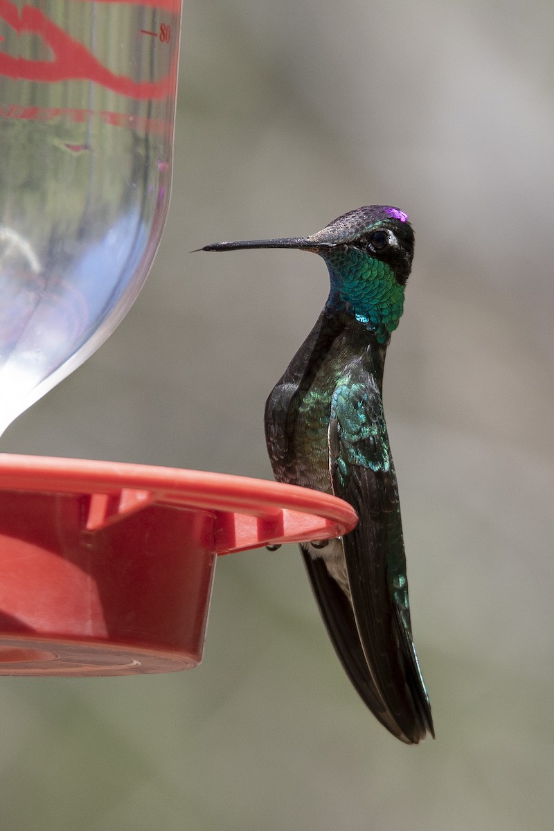 Rivoli's Hummingbird - Matthew Bruce