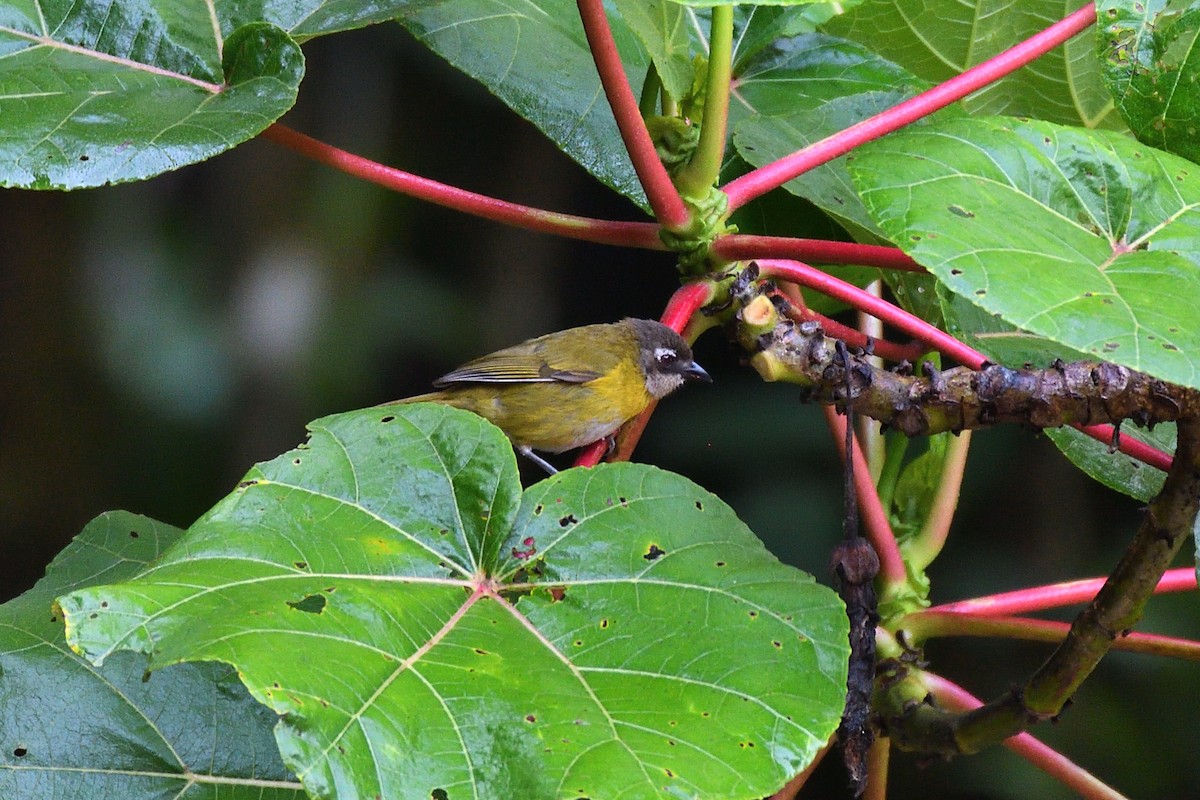 Common Chlorospingus - ML159644851